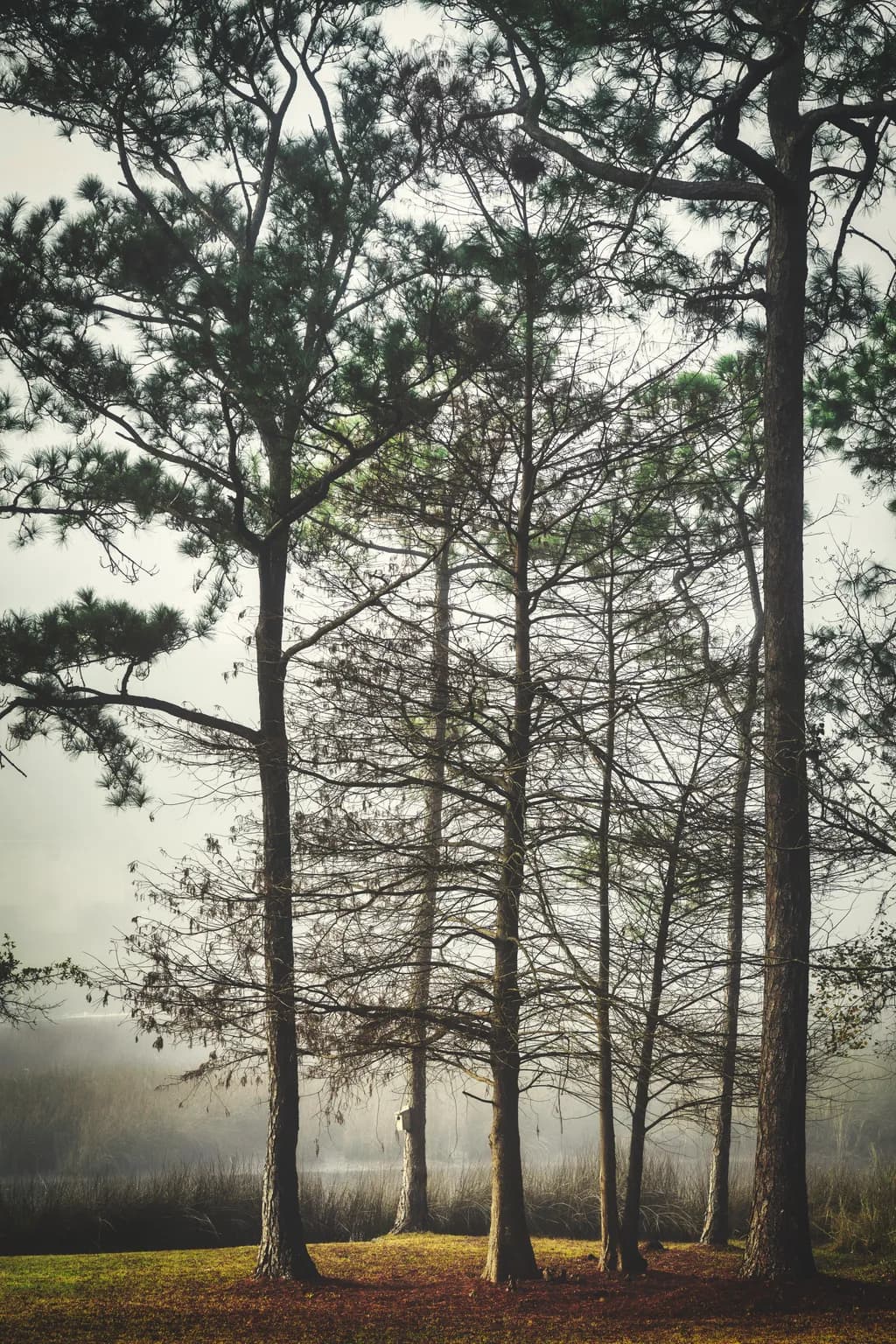 Bayou Pines