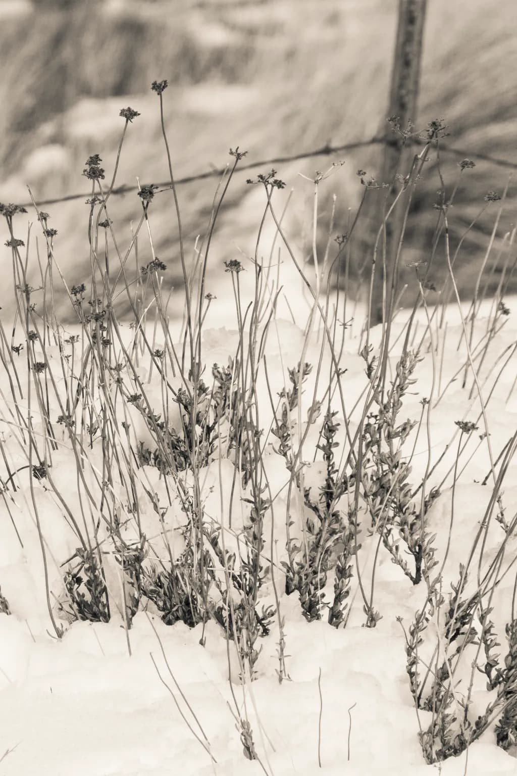 Snowy Stalks
