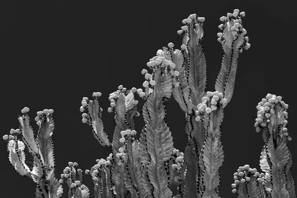 Cactus in the Dark