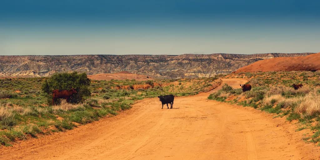The Silent Resilience of Navajo Nation