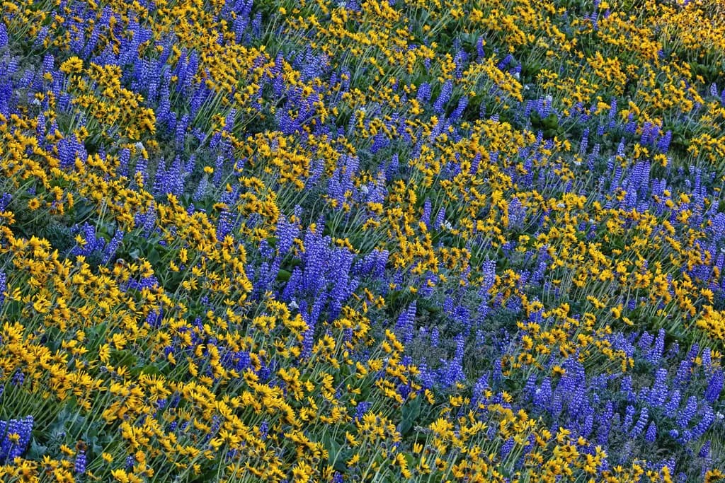 Golden Violet Meadow