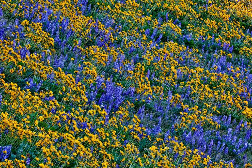 Vibrant Harmony: A Dance of Yellow and Purple Blossoms in Nature's Canvas