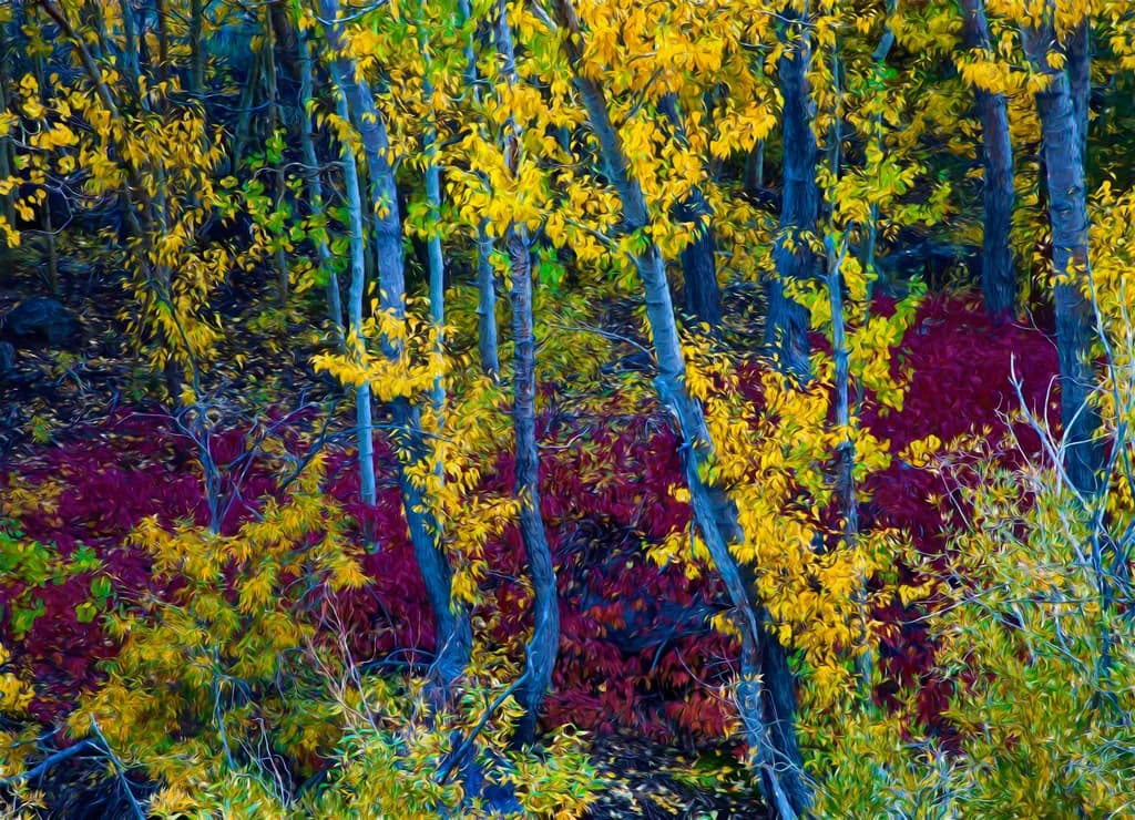 Autumn's Embrace: A Vibrant Tapestry of Golden Leaves and Crimson Underbrush