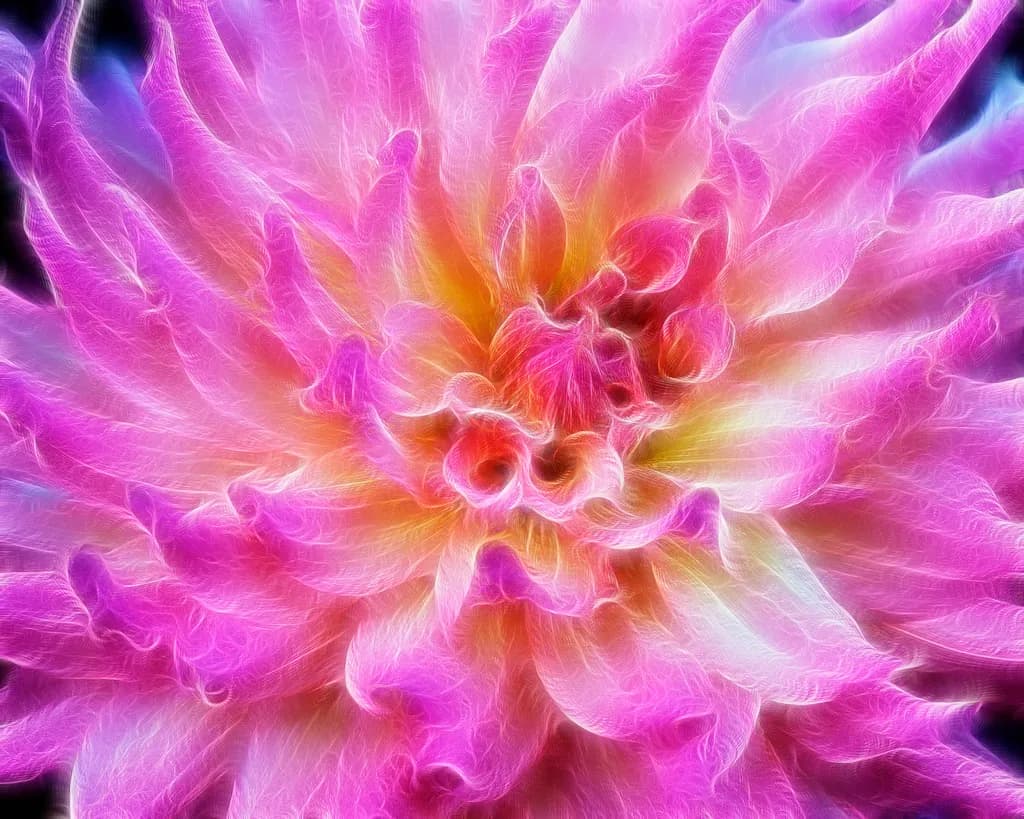 Radiant Blossom: A Vibrant Dance of Pink Petals and Light