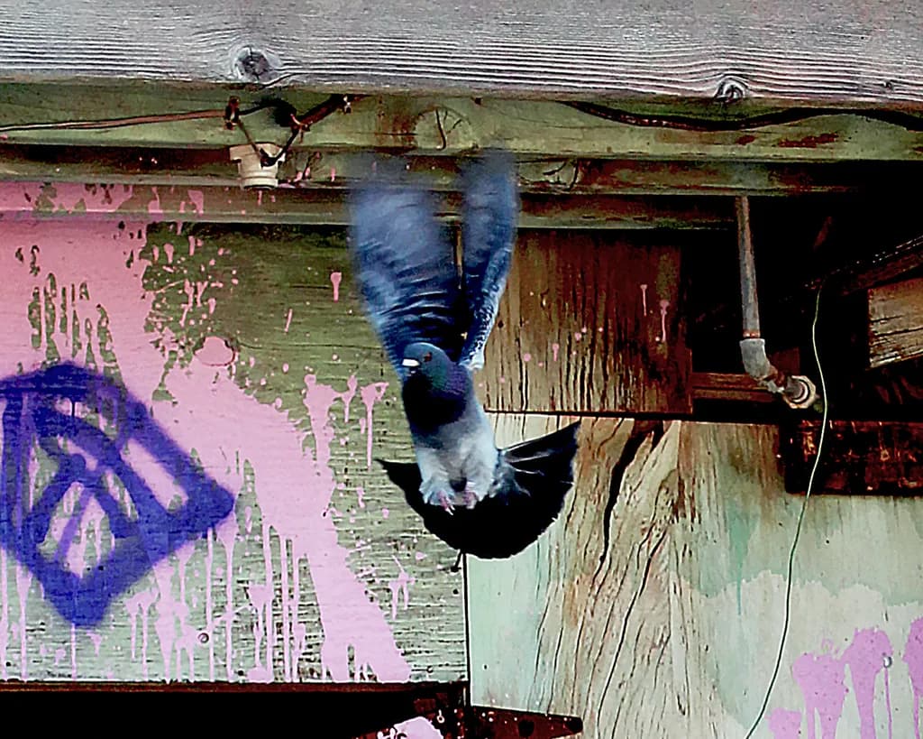 Flying Bombay Dove