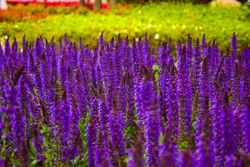 Lavender Field