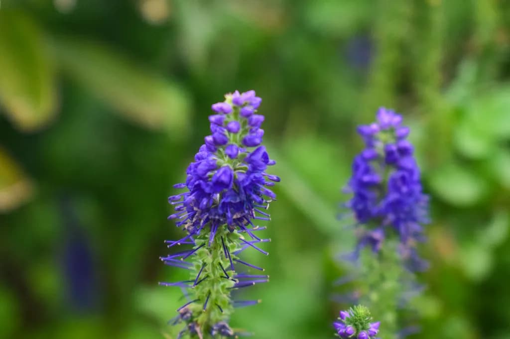 Purple Bloom Close-Up