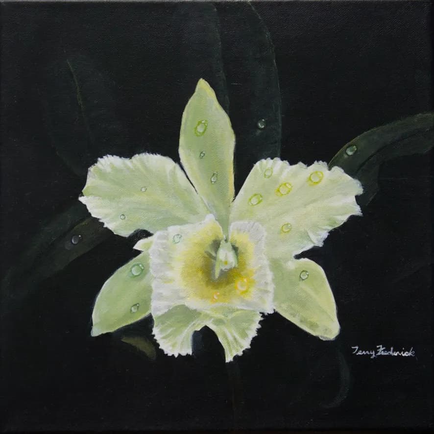 Orchid Delight
