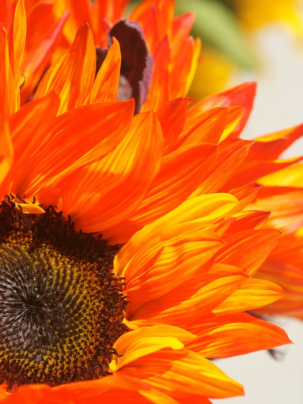 Solar Bloom Solar Bloom by EQX FINE ART