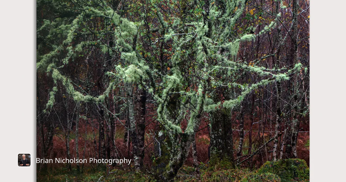Mossy Embrace de Brian Nicholson Photography