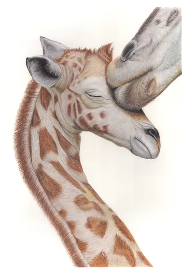 "Mother Nuzzle", dibujo a lápiz de color de Taru Aggarwal