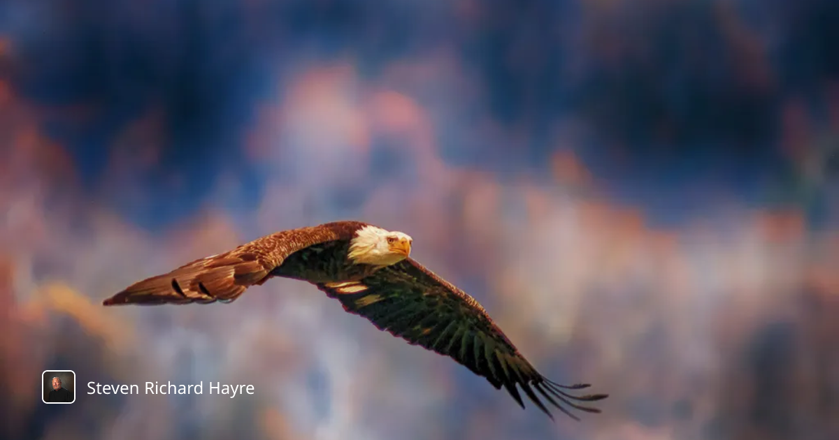Majestic Eagle in Flight: A Symbol of Freedom Against the Sky's Canvas ...
